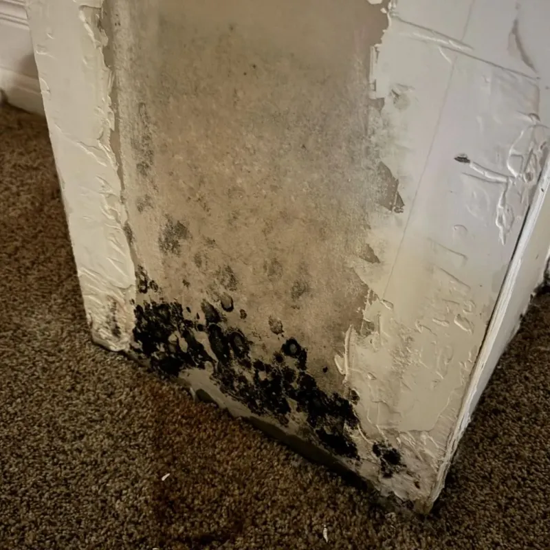 Professional Mold Removal in Staunton, IL